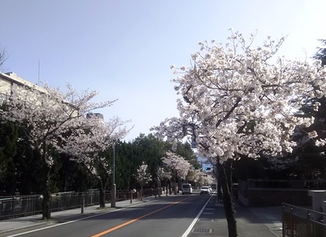 sakura