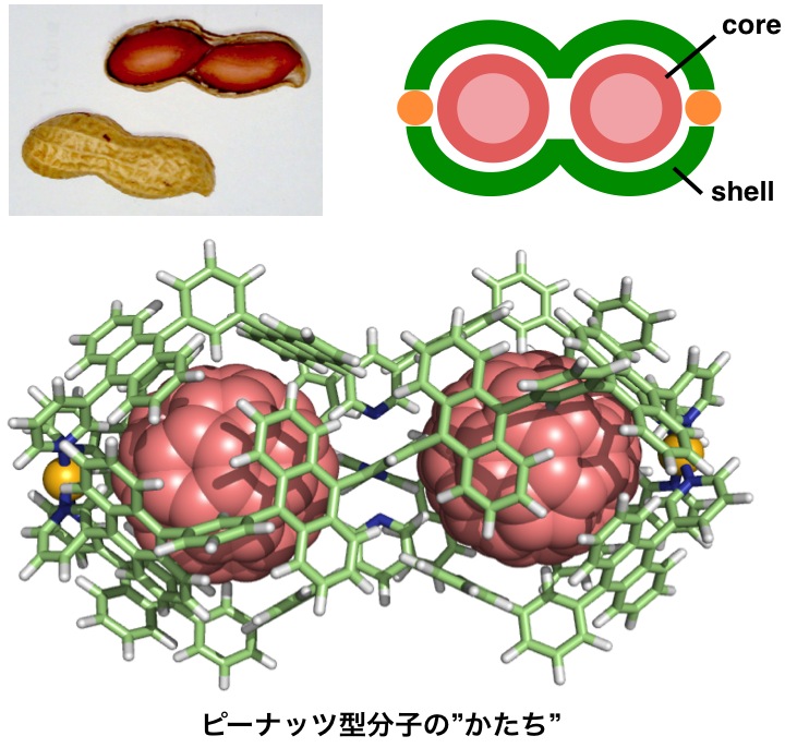 http://www.chem.yamanashi.ac.jp/news/Yazaki_Peanut.jpg